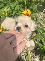 Prince, a male Chihuahua for sale in Chillicothe, OH – 3 of 6