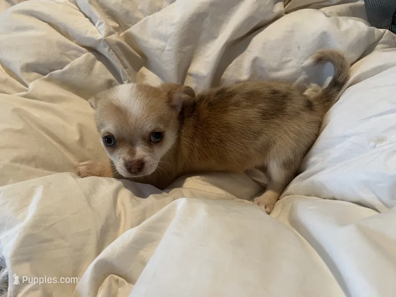Frankie – Chihuahua puppy for sale in Chillicothe, OH