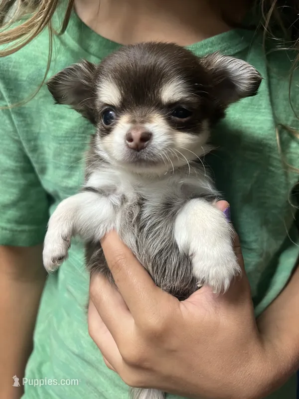 Henry – Chihuahua puppy for sale in Chillicothe, OH