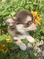 Henry, a male Chihuahua for sale in Chillicothe, OH – 4 of 8