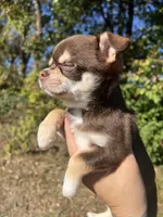 Otter baby, a female Chihuahua for sale in Chillicothe, OH – 4 of 5