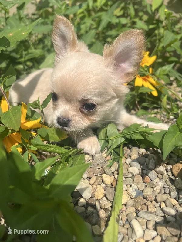 Prince – Chihuahua puppy for sale in Chillicothe, OH