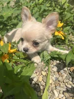 Prince, a male Chihuahua for sale in Chillicothe, OH – 1 of 6