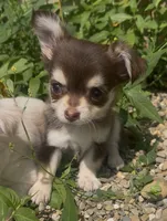 Henry, a male Chihuahua for sale in Chillicothe, OH – 3 of 8