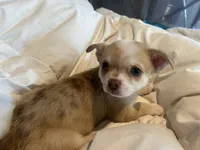Frankie , a male Chihuahua for sale in Chillicothe, OH – 5 of 7