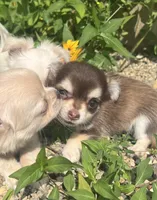 Henry, a male Chihuahua for sale in Chillicothe, OH – 5 of 8