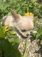Prince, a male Chihuahua for sale in Chillicothe, OH – 4 of 6