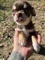Otter baby, a female Chihuahua for sale in Chillicothe, OH – 1 of 5