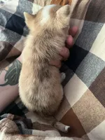 Zeus, a male Chihuahua for sale in Chillicothe, OH – 5 of 6