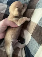 Hercules, a male Chihuahua for sale in Chillicothe, OH – 3 of 5