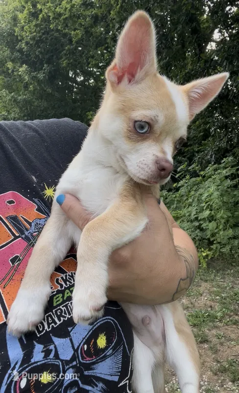 Frankie – Chihuahua puppy for sale in Chillicothe, OH
