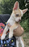 Frankie, a male Chihuahua for sale in Chillicothe, OH – 1 of 3