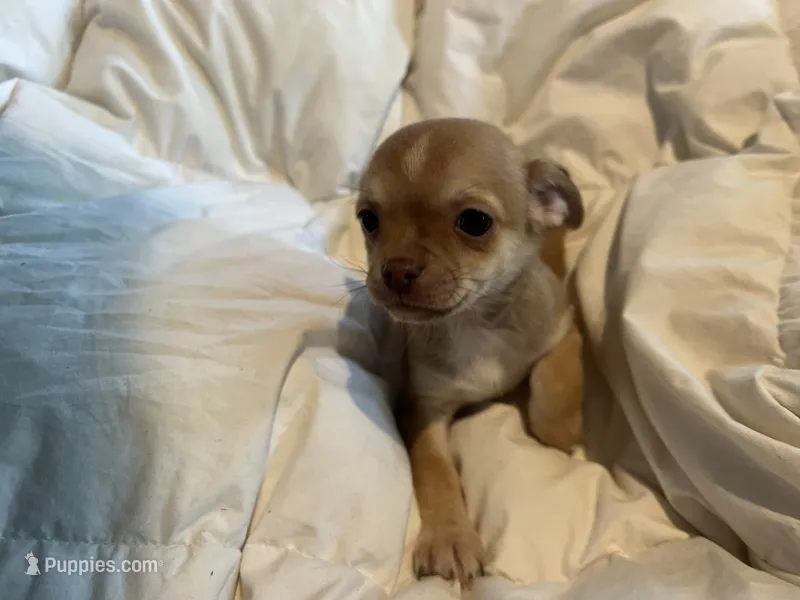 Jack – Chihuahua puppy for sale in Chillicothe, OH