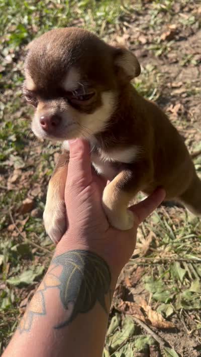 Otter baby, a female Chihuahua for sale in Chillicothe, OH – 5 of 5