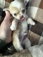 Zeus, a male Chihuahua for sale in Chillicothe, OH – 2 of 6