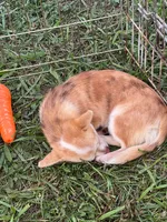 Frankie, a male Chihuahua for sale in Chillicothe, OH – 5 of 5