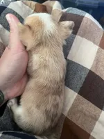 Zeus, a male Chihuahua for sale in Chillicothe, OH – 4 of 6
