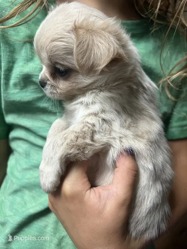Prince – Chihuahua puppy for sale in Chillicothe, OH