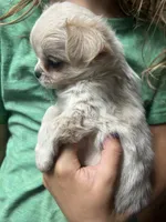 Prince, a male Chihuahua for sale in Chillicothe, OH – 1 of 2