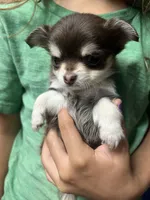 Henry, a male Chihuahua for sale in Chillicothe, OH – 2 of 4