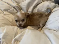 Frankie , a male Chihuahua for sale in Chillicothe, OH – 7 of 7