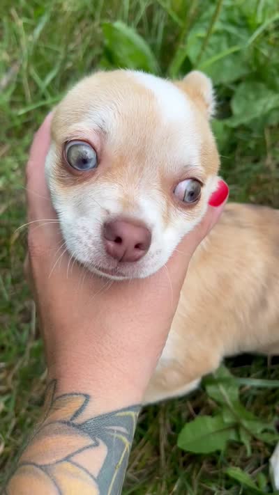 Frankie, a male Chihuahua for sale in Chillicothe, OH – 3 of 3