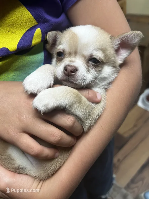 Frankie – Chihuahua puppy for sale in Chillicothe, OH