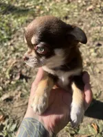 Otter baby, a female Chihuahua for sale in Chillicothe, OH – 2 of 5