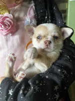 Frankie , a male Chihuahua for sale in Chillicothe, OH – 3 of 7