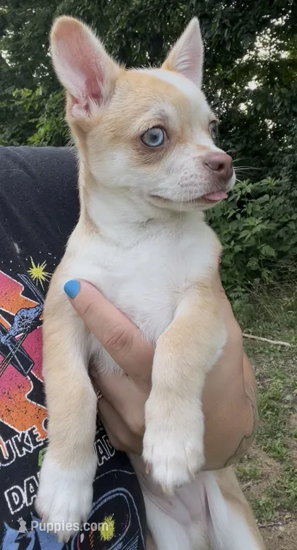 Frankie  – Chihuahua puppy for sale in Chillicothe, OH
