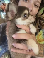 Henry, a male Chihuahua for sale in Chillicothe, OH – 2 of 8