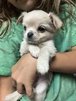 Prince, a male Chihuahua for sale in Chillicothe, OH – 2 of 2