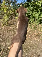 Otter baby, a female Chihuahua for sale in Chillicothe, OH – 3 of 5
