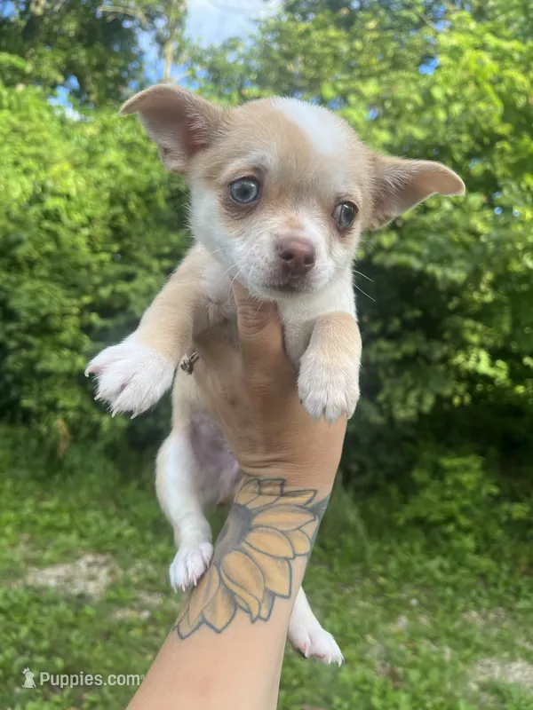 Frankie  – Chihuahua puppy for sale in Chillicothe, OH