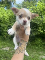 Frankie , a male Chihuahua for sale in Chillicothe, OH – 1 of 7
