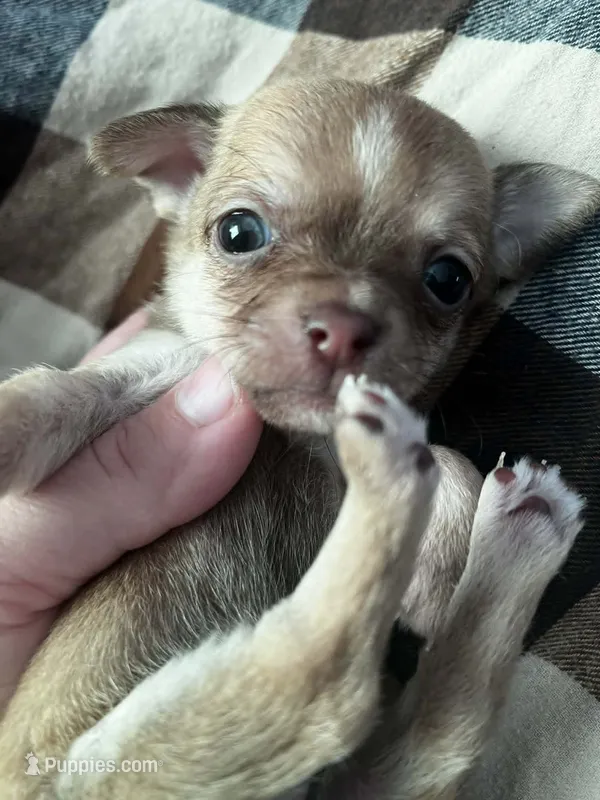 Hercules – Chihuahua puppy for sale in Chillicothe, OH