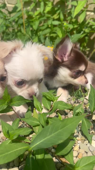 Prince, a male Chihuahua for sale in Chillicothe, OH – 6 of 6
