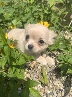 Prince, a male Chihuahua for sale in Chillicothe, OH – 2 of 6