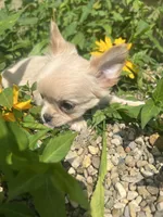 Prince, a male Chihuahua for sale in Chillicothe, OH – 5 of 6