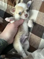 Zeus, a male Chihuahua for sale in Chillicothe, OH – 3 of 6