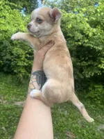 Frankie , a male Chihuahua for sale in Chillicothe, OH – 4 of 7