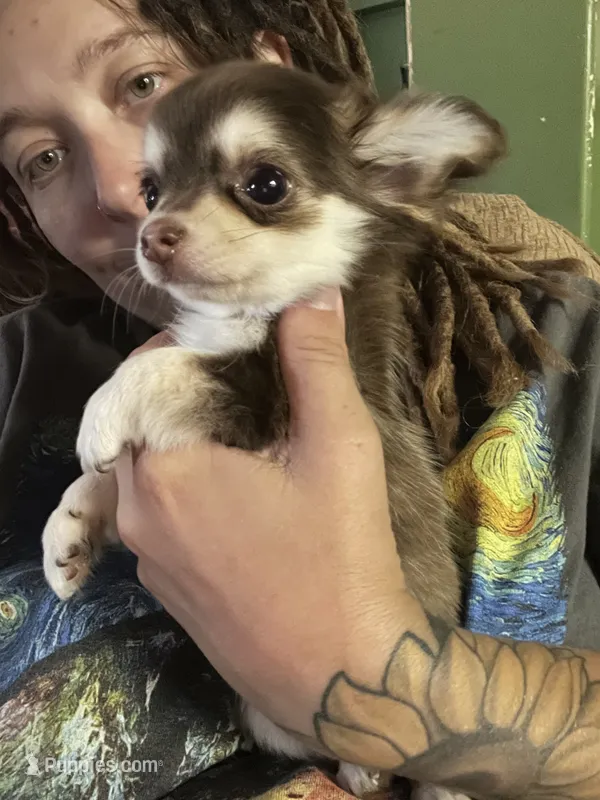 Henry – Chihuahua puppy for sale in Chillicothe, OH
