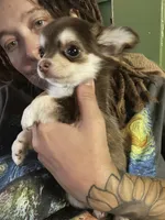 Henry, a male Chihuahua for sale in Chillicothe, OH – 1 of 8