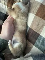 Zeus, a male Chihuahua for sale in Chillicothe, OH – 6 of 6