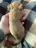 Hercules, a male Chihuahua for sale in Chillicothe, OH – 4 of 5