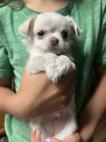Honeymoon, a female Chihuahua for sale in Chillicothe, OH – 2 of 2