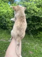 Frankie , a male Chihuahua for sale in Chillicothe, OH – 2 of 7