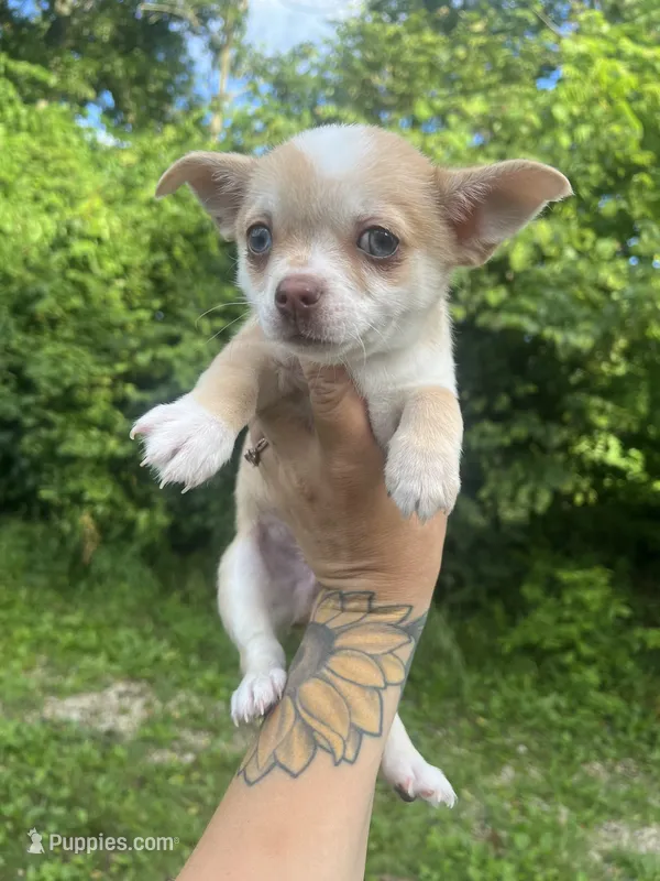 Frankie – Chihuahua puppy for sale in Chillicothe, OH