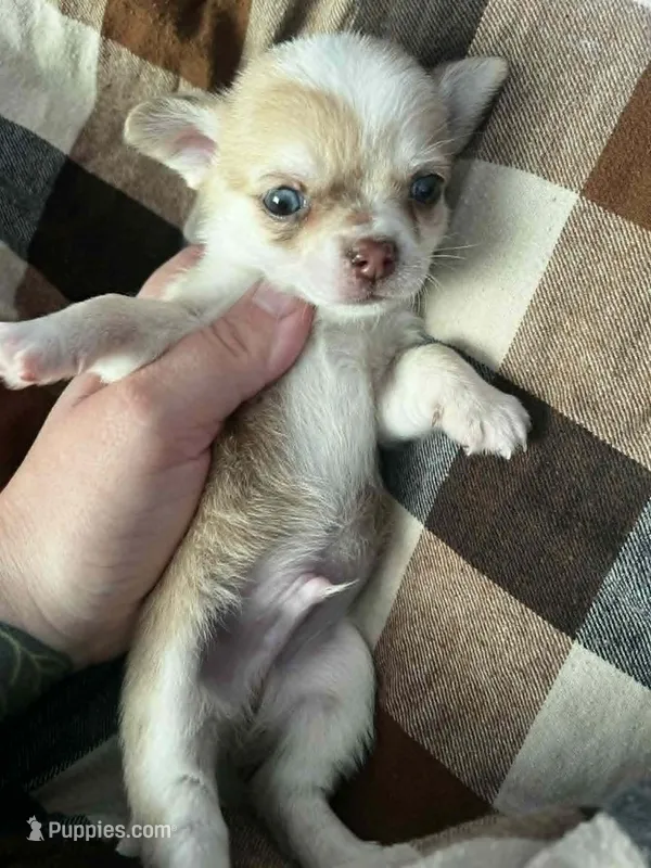 Zeus, a male Chihuahua for sale in Chillicothe, OH – 1 of 6
