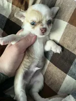 Zeus, a male Chihuahua for sale in Chillicothe, OH – 1 of 6
